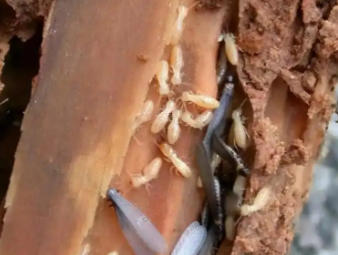 东宁白蚁防治公司分享雨季白蚁飞蚁集中入户，应急处理与长效防虫方案